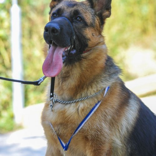 צעדת קרית ביאליק 2017