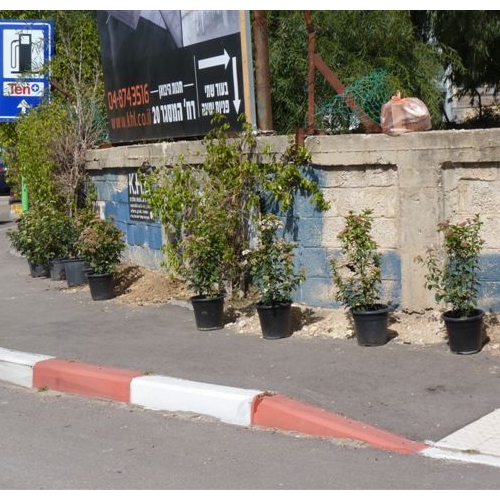 נטיעות באזור התעשייה בקרית ביאליק